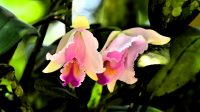 Especies focales de flora amenazada en el Quindío a estudio para conservación en convenio Uniquindío – CRQ